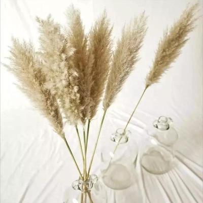 China Natural Dry Pampas Grass Boho Wedding Layout Decor Long Feathers Preserved Tall Reed Pink Beige Dry Pampas Grass Bleached White Fluffy for sale