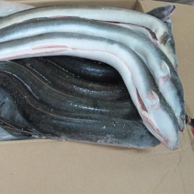 China Vitamins Eel Frozen Eel Aquatic Fresh Live Farm Raised Unagi for sale