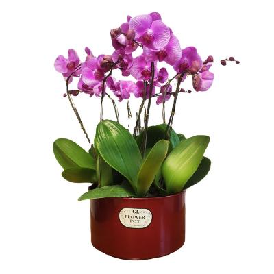 China High-end raw blue black plastic flower pot phalaenopsis pearl sand flower pot new firm and durable Chinese jasmine round clivia resin for sale