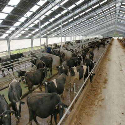 China Prefab Farm Steel Structure Cow Farm Shed Building Dairy Steel Structure Cow Farm House for sale