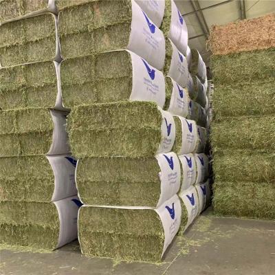 China Single Compressed Cubes In USA Livestock Premium Quality Alfalfa Hay Bales For Animal Feeding for sale