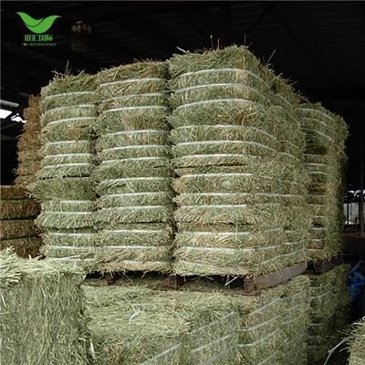 China Good Cattle Timothy Alfalfa Hay Alfalfa Clover Animal Feed Forage Plants for sale