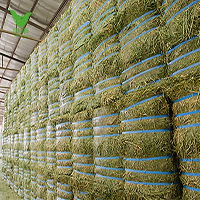 China Livestock High Quality Alfalfa Hay Packs Animal Feed Forage Plants for sale