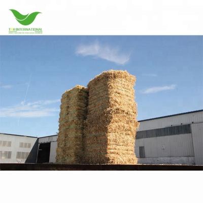 China Hay related to good quality livestock oats for sale