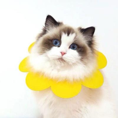 China Viable Sun Flower Shape EVA , Cat Dog Pet Anti-Licking Elizabethan Sponge Light Collar Circle for sale