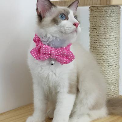 China Viable Wholesale Adjustable Detachable Kitten Pet Accessories Collar Cat Clothing for sale