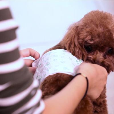 China Sustainable China Factory Supply for  Comfortable Pet Diaper Dog Diapers Disposable Size20.5*61cm  paper diaper for dog for sale