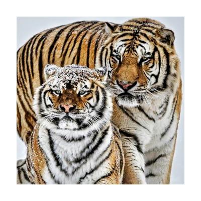 China Europe 5D DIY Tiger Diamond Painting Wall Canvas Art Animal Painting For Home Decor Full Drill Cross Stitch Diamond Kits for sale