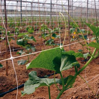 China Mesh Garden Net pp Plastic Plant Support Agricultural Mesh Plant Support Net Netting Plant for sale