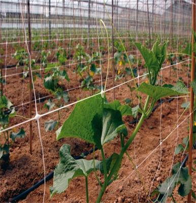 China Mesh Plastic Plant Climbing Net Plant Support Agricultural Net For Agriculture Taking Plastic Plant Fram Netting Support for sale