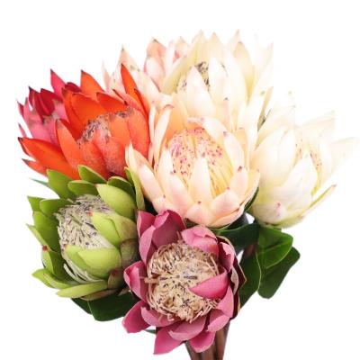 China 2022 Modern Eternal Imperial Flower 65Cm Mid Century Length King Protea Flower Emulation Large Emulation High-end Artificial Elegant Head Malls for sale