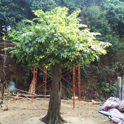 China Plants and Trees Minimalist Artificial Plant Tree Fig Tree for sale