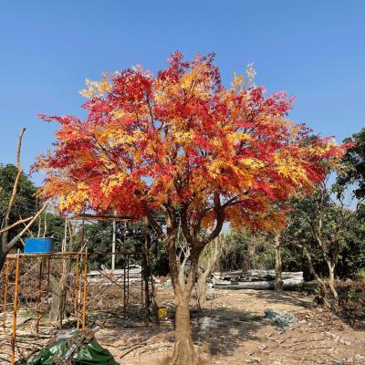 China Minimalist 350cm Artificial Bonsai Tree Minimalist 350cm Maple Maple Tree Outdoor UV Resistant Artificial Maple Tree for sale