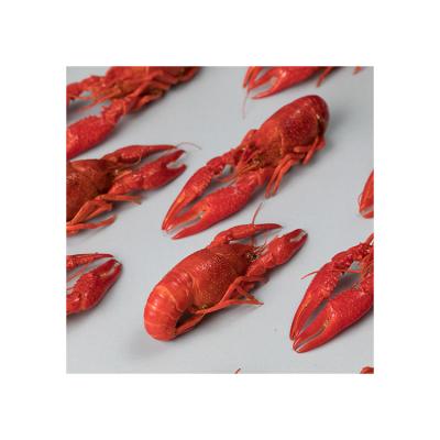 China Quality Crayfish Froznen Guaranteed FROZEN Chinese Spicy Freshwater Lobster for sale