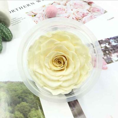 China Wedding Party Large Preserved Roses Flower Preserved Roses Preserved Long Lasting Preserved Dried Flowers for sale