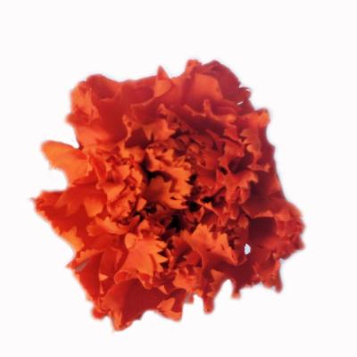 China Flower Preserved Carnation Head 4-5cm Lasting Flower Head Carnation Immortal for sale