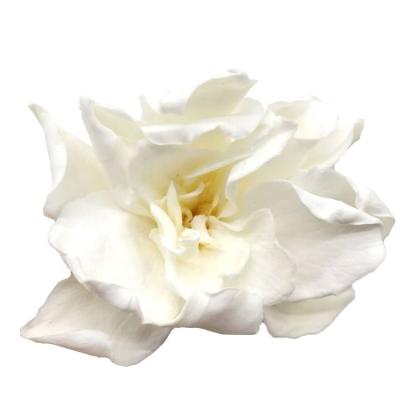 China Real touch natural wholesale preserved flower decoration gardenia flower wall for sale