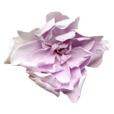 China New Fashion Natural Real Touch Preserved Gardenia Flower Dried Flower Preservative for sale