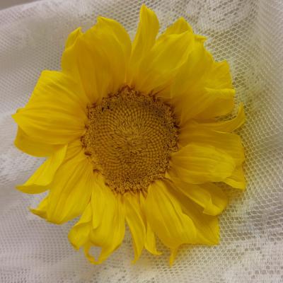 China Sunflowers From Europe Factory Wholesale Price Real Preserved Sunflower Yellow Sunflower for sale