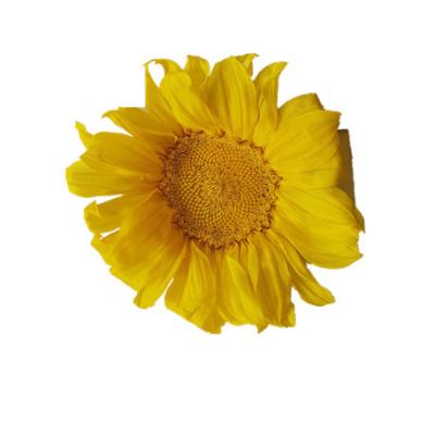 China China wholesale beautiful colorful products preserved sunflower for home decoration for sale