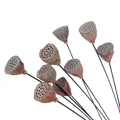 China Lotus Christmas Decorations Yunnan Direct Supply Dry Flower Pod 50-60cm for sale