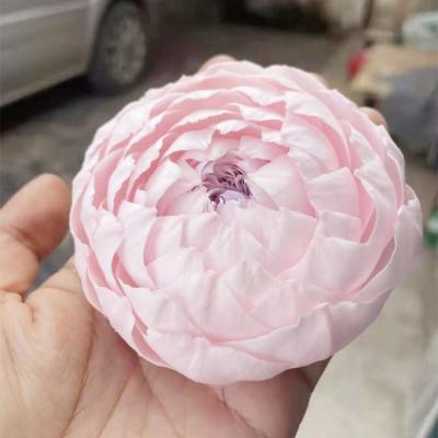 China Beautiful Colorful Wholesale Durable Flowers Decoration Gifts Preserved Peony For Valentine Day Gifts for sale