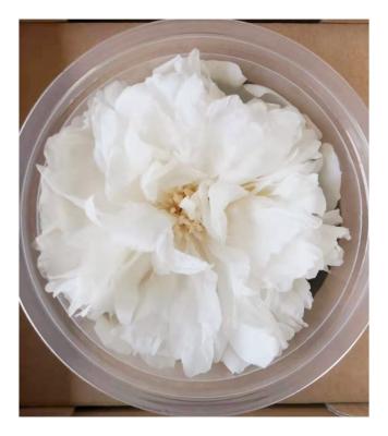 China Beautiful Yunnan Preserved Peony by Colorful Direct Supply for Florist Arrangement for sale