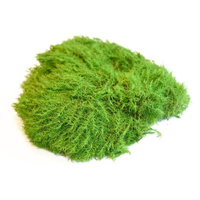 China Preserved Pole Bun Moss Perfect for Garden Office Wall Decor Craft Project Supplies for sale