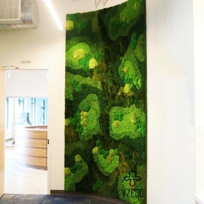 China Noise Reduction Stabilised Moss Reindeer Moss Wall For Home Office OEM ODM Acceptable for sale