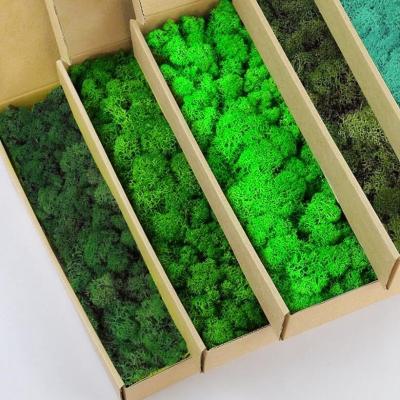 China 500g Natural Preserved Stabilized Reindeer Moss Add a Touch of Nature for sale