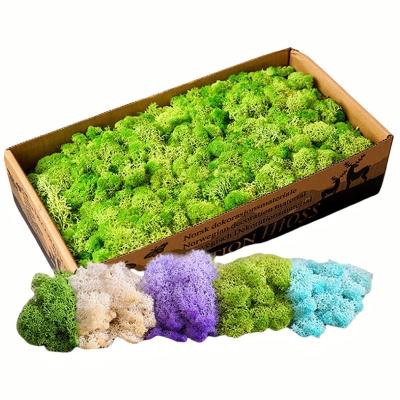 China Moss Wall Indoor Decoration Hot Reindeer White Hair in Multiple Colors for Wedding for sale