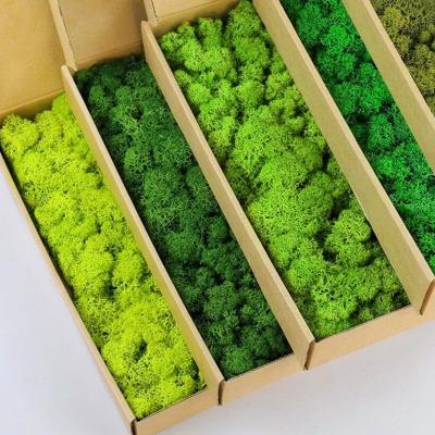 China 500G Natural Reindeer Moss Panel for Indoor Decoration Advantages Not Easy To Burn for sale