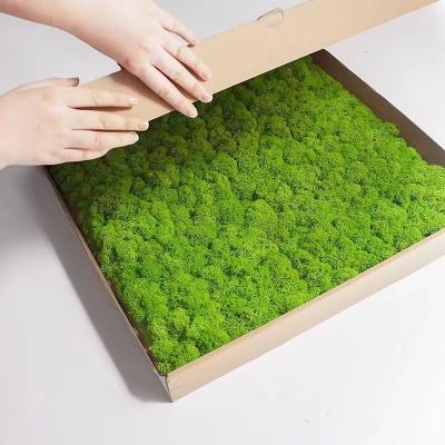 China Ontwerp Geconserveerd Moss Panel voor Muur Decoratie 100% Echt en Op maat gemaakt Alle seizoenen Te koop