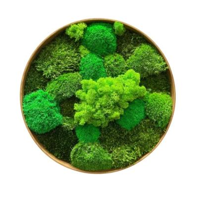 China Customized Colors Natural Preserved Moss Art Wall Frame for Office Showcase Display for sale