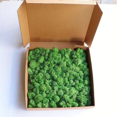 China Customized Logo Accepted Permanent Stabilized Reindeer Moss Wall Panel For Decor for sale