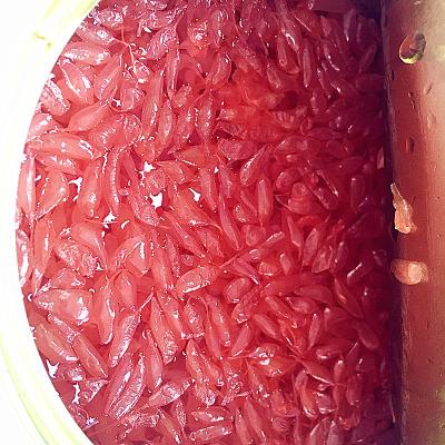 China Jam 18kg Canned Red Series Red Grapefruit Pulp for sale