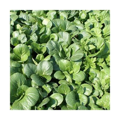 China Dried Quality Wholesale Dried Organic Dried Powder Spinach Dehydrated With Good Service for sale