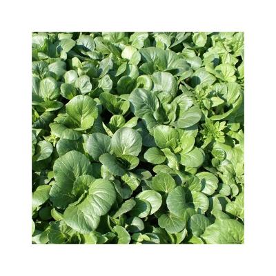 China Dried Practical Hot Sale Freeze Powder Cuts Dried Spinach Leaves With Good Service With Wholesale Inventory for sale