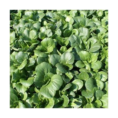 China Dried Quality Wholesale Best Selling Freeze Dried Vegetables Dehydrated Dried Spinach for sale