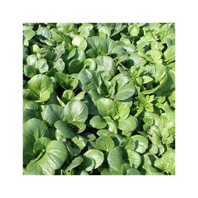 China Dried Practical Hot Sale Dried Leaves Nutritious Flakes Dehydrated Spinach With Good Service for sale