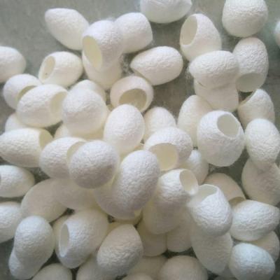 China Eco-friendly Natural Fiber Silk Mulberry Cocoon Silkworm Plant White Silk Cocoon For Skin Care for sale