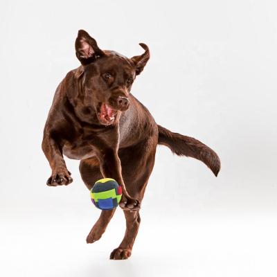 China Best Quality Viable Squeaky Sniffle Ball Dog Toy Handmade Interactive Slow Feeder Ball Training Dogs Toys for sale