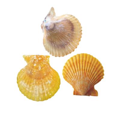 China Dry Clean Natural Scallop Shells for sale