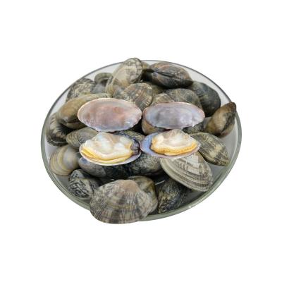 China Sales Good Quality FROZEN Hot Frozen Clam With Shell Oil Clam for sale