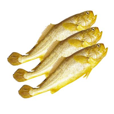 China Low Fat Frozen Yellow Doomsday Prophet Frozen Yellow Seafood Fish for sale