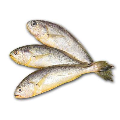 China Low fat high quality frozen seafood doomsayer frozen yellow fish for sale for sale