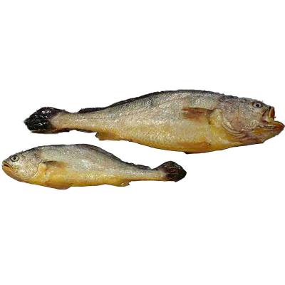 China High quality frozen doomsayer USA export doomsayer fish good low fat frozen seafood frozen yellow fish for sale