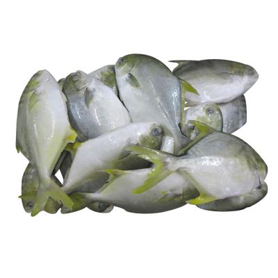 China Wholesale Low Sugar Seafood Around Golden Pompano Pompano Golden Fish Frozen for sale