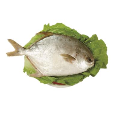 China Good Quality Low Sugar Seafood Golden Pompano Frozen Golden Pompano for sale