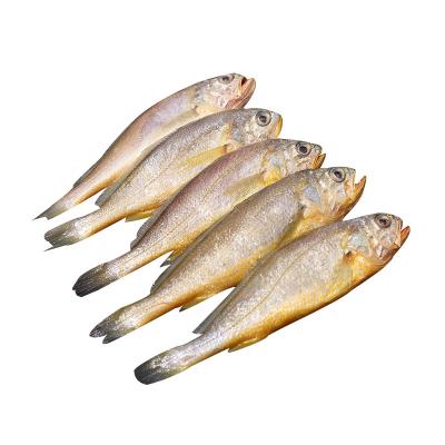 China Low Fat Frozen Seafood Croake Fresh Frozen Yellow Frozen Yellow Fish for sale